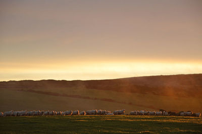 Flock of sheep in a field on a hill at sunrise