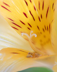 Close-up of yellow flower head