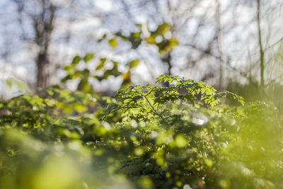 Close-up of leaves on tree