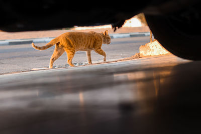 A cat passing by the road