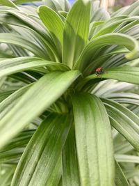 Close-up of ladybug on plant