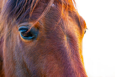 Close-up of a horse