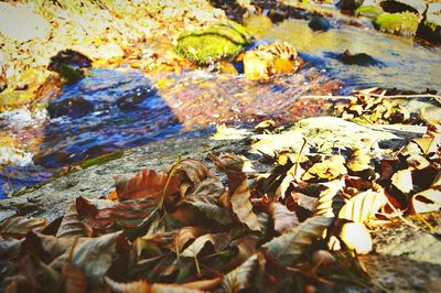 Close-up of fallen autumn leaves in water