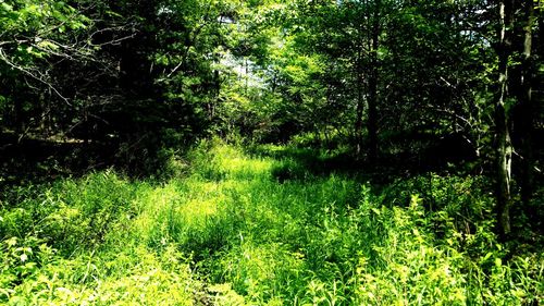 View of lush trees in forest