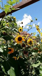 Low angle view of sunflower