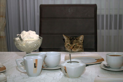 Cat sitting on table