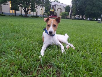 Portrait of dog on field