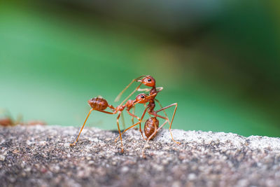 Close-up of ant on rock