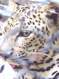 Close-up portrait of lizard