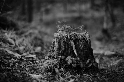 Close-up of mushroom growing on tree stump in forest