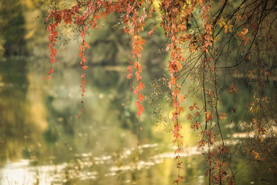 Close-up of plants against blurred background