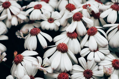 Close-up of white daisy flowers