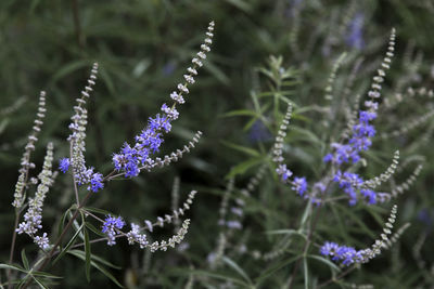 Close-up of purple flowering plants