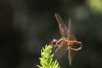 Dragonfly in macro photography