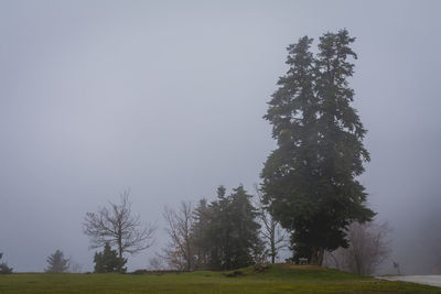 Tree on landscape against sky