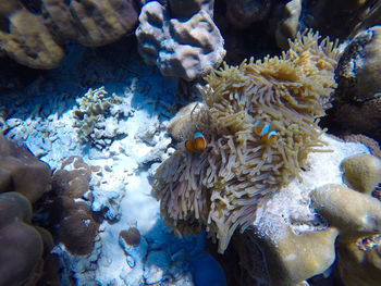 Close-up of coral in sea