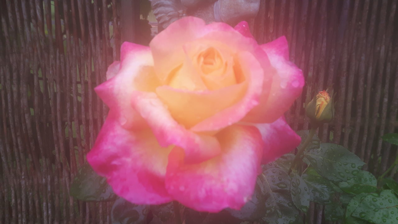 CLOSE-UP OF PINK ROSE IN FLOWER