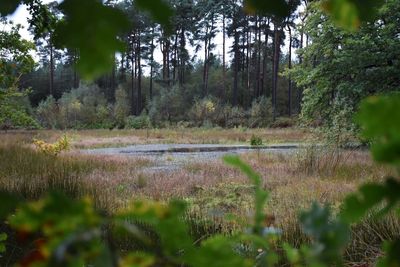 Trees growing on field in forest