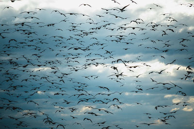 Flock of birds flying in sky