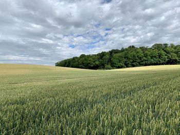 Scenic view of agricultural field against sky