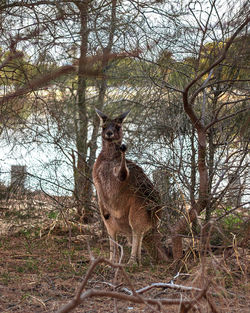 Deer standing in a forest
