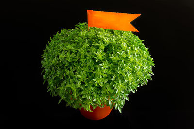 Close-up of orange fruit against black background