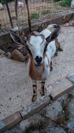 High angle view portrait of a horse on field