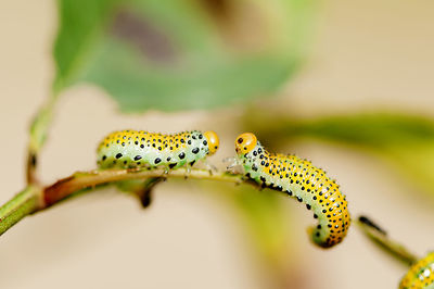 Close-up of insect on leaf