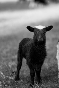 Portrait of lamb standing on field