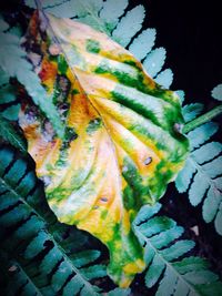 Close-up of leaves