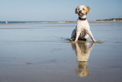 Portrait of dog on beach against sky