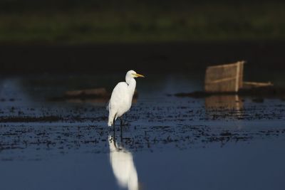 Seagull on a land