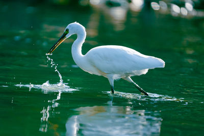 Close-up of egret in lake