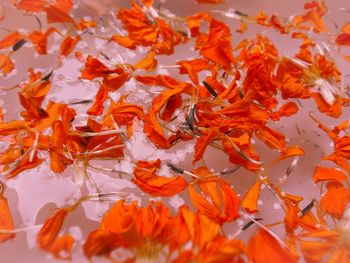 Close-up of orange flowers