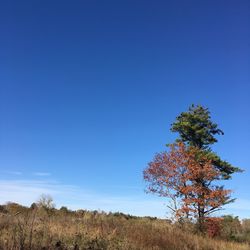 Trees on landscape against clear blue sky