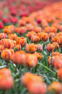 Red princess and orange princess tulips in garden. selective focus. gardening and landscape design