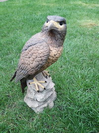 Bird perching on a field