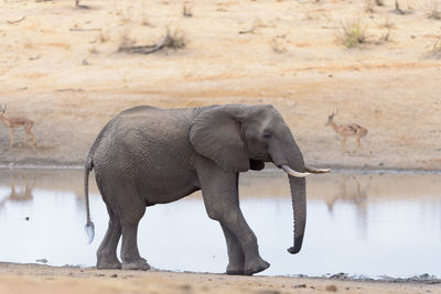 Side view of elephant drinking water