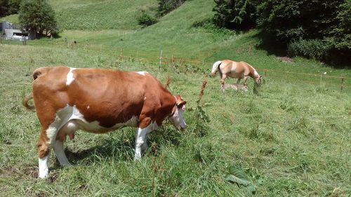 Cow standing on field