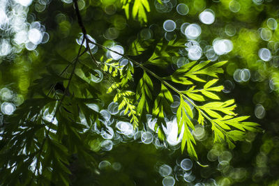 Close-up of green leaves