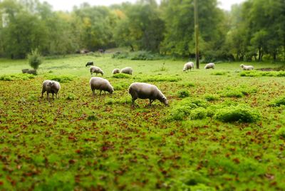 Sheep grazing on field