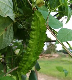 Close-up of fresh green leaves on plant