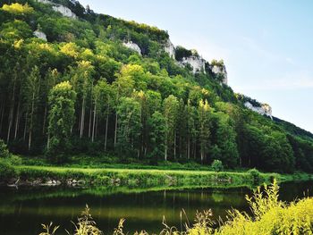 Scenic view of lake in forest against sky