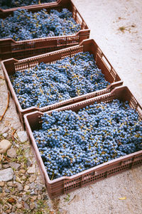 High angle view of grapes in crates