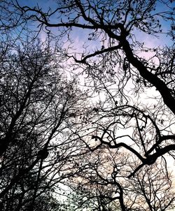 Low angle view of tree against sky