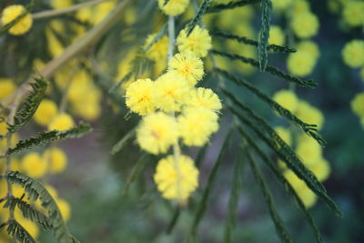 Close-up of yellow flowering plant