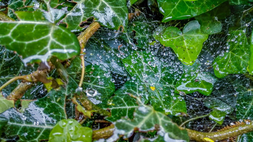 Close-up of spider on web