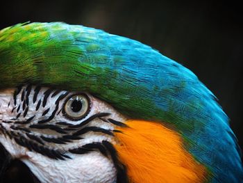 Macro of a macaw eye