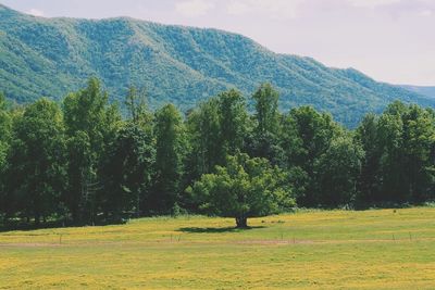 Scenic view of landscape