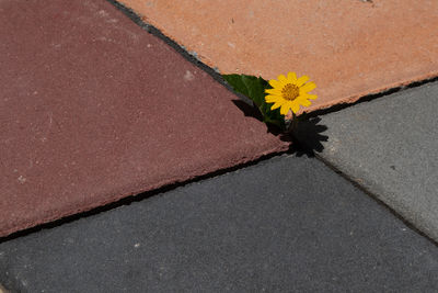High angle view of flowering plant on footpath